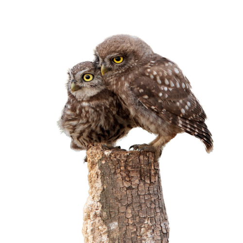 About owl