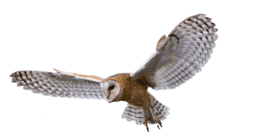 Variable owl